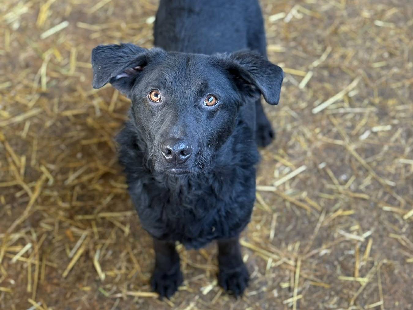 Adotta il cane ELIO a Firenze
