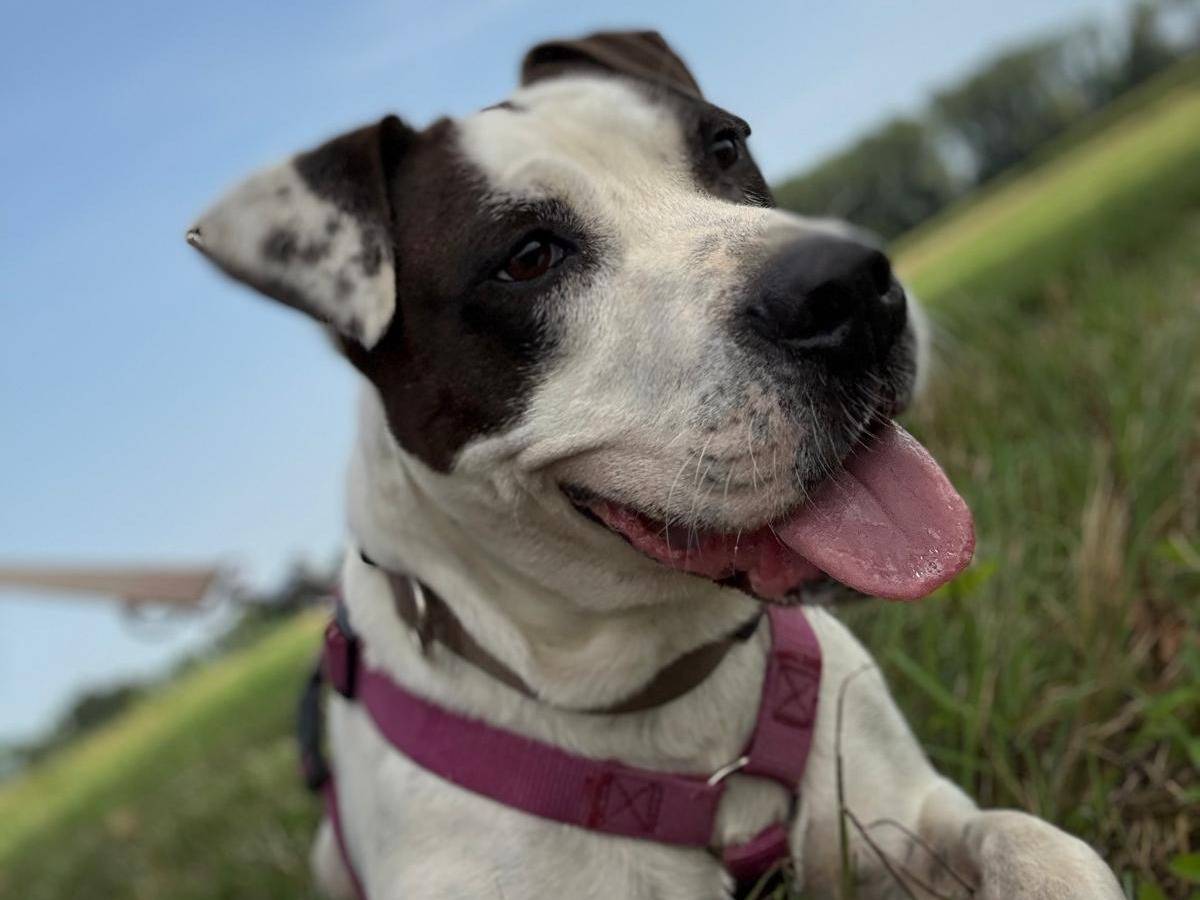 Vuoi adottare un cane a Cremona?