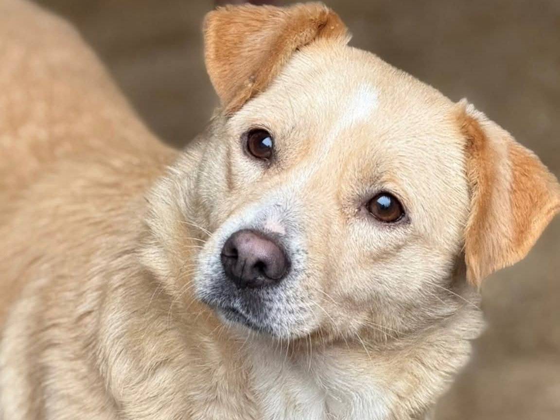 Adozione cane, femmina, Razza sconosciuta Razza sconosciuta, 3 anni, taglia media contenuta, Firenze