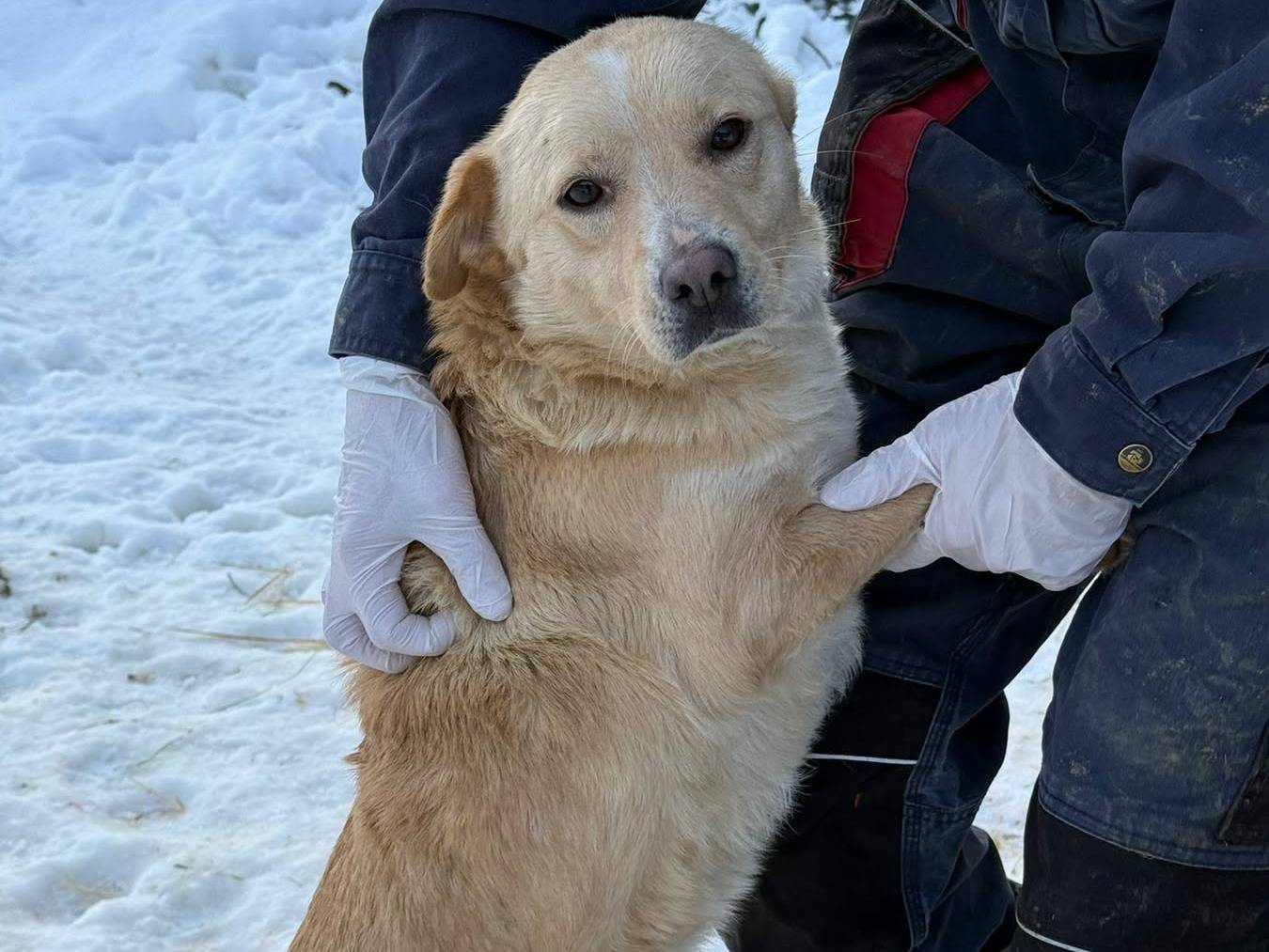 Adotta un cane, femmina, 3 anni, Firenze