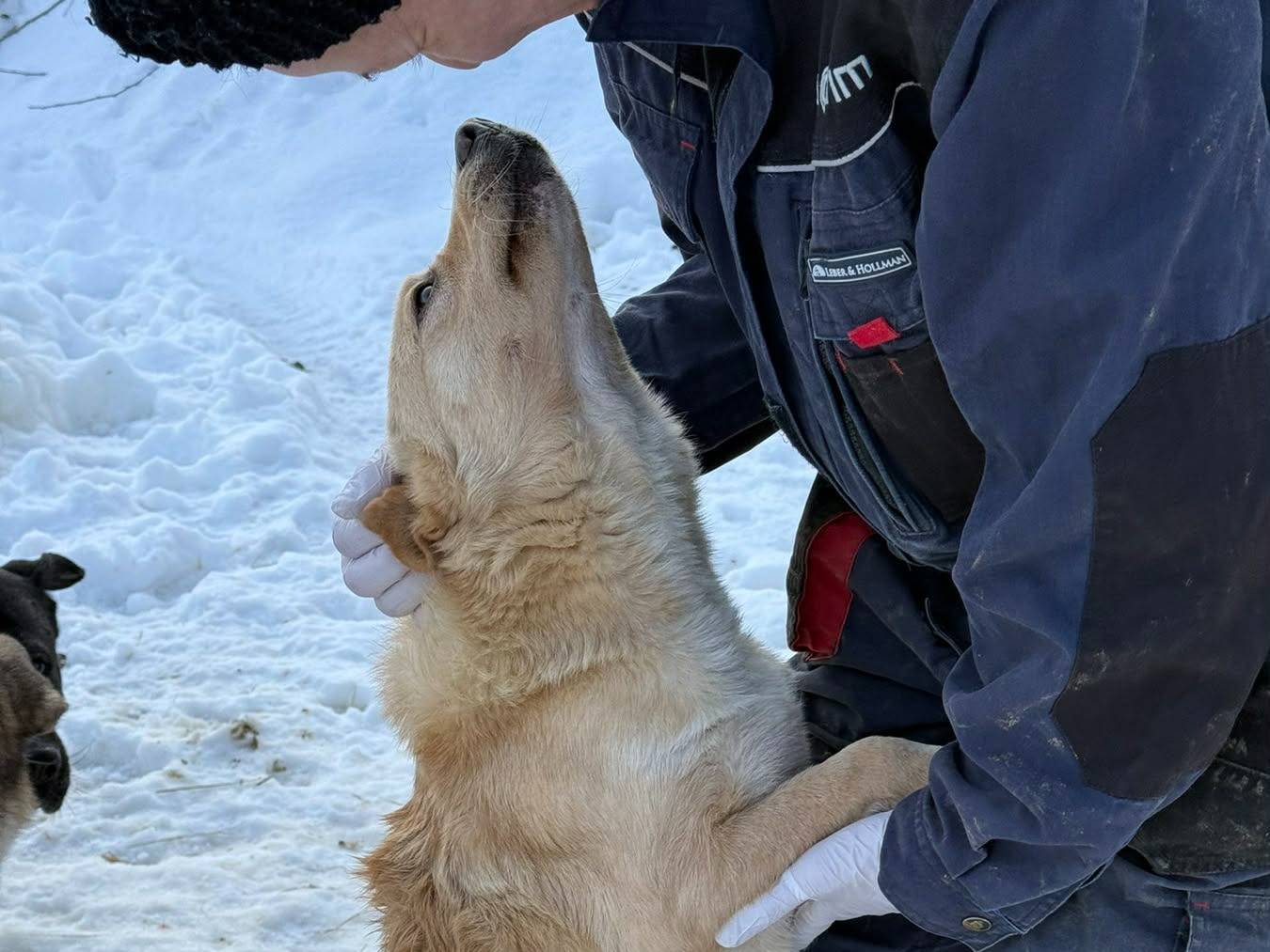 Adotta un cane, taglia media contenuta, femmina, Firenze
