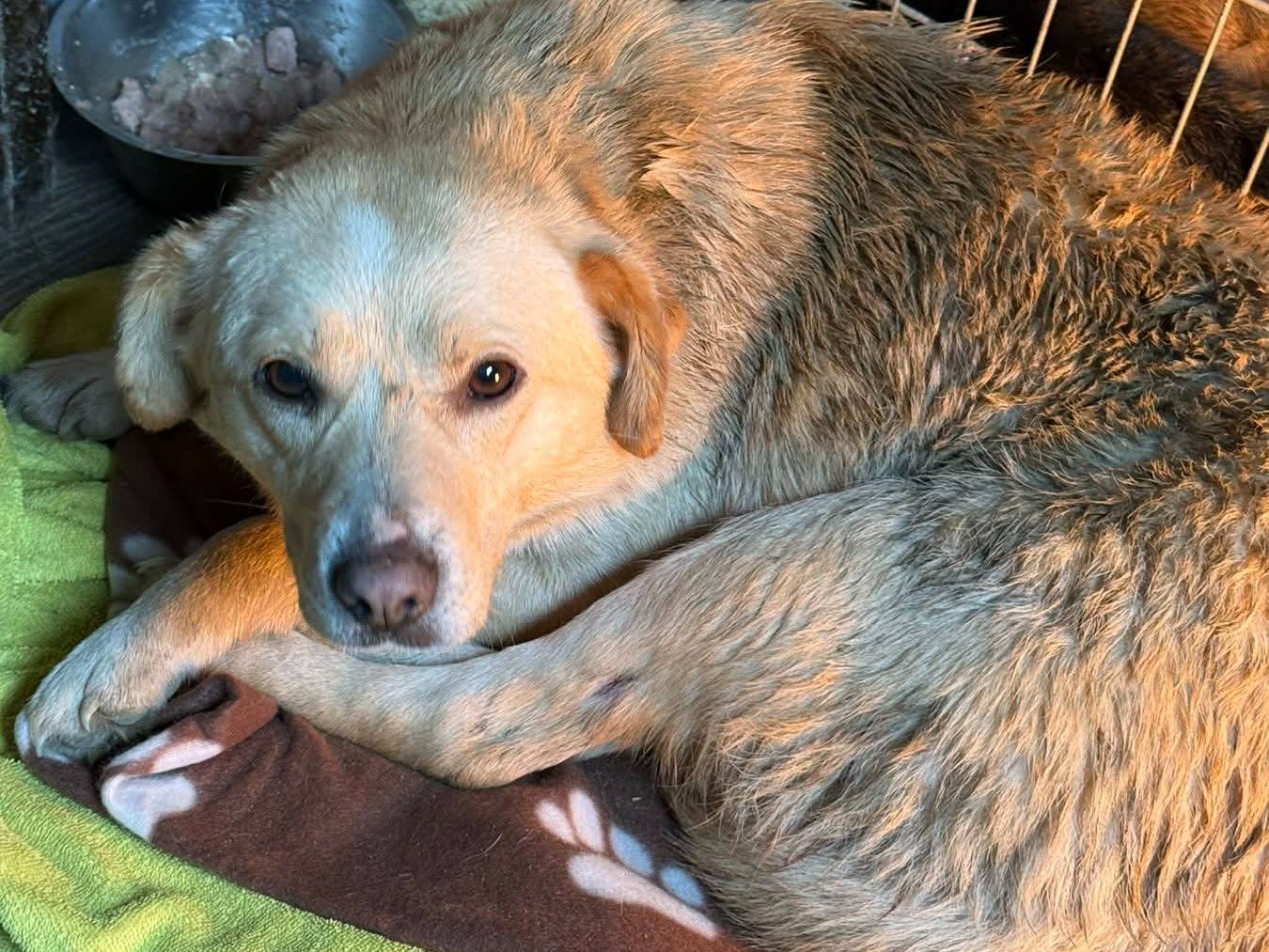 Vuoi adottare un cane a Firenze?