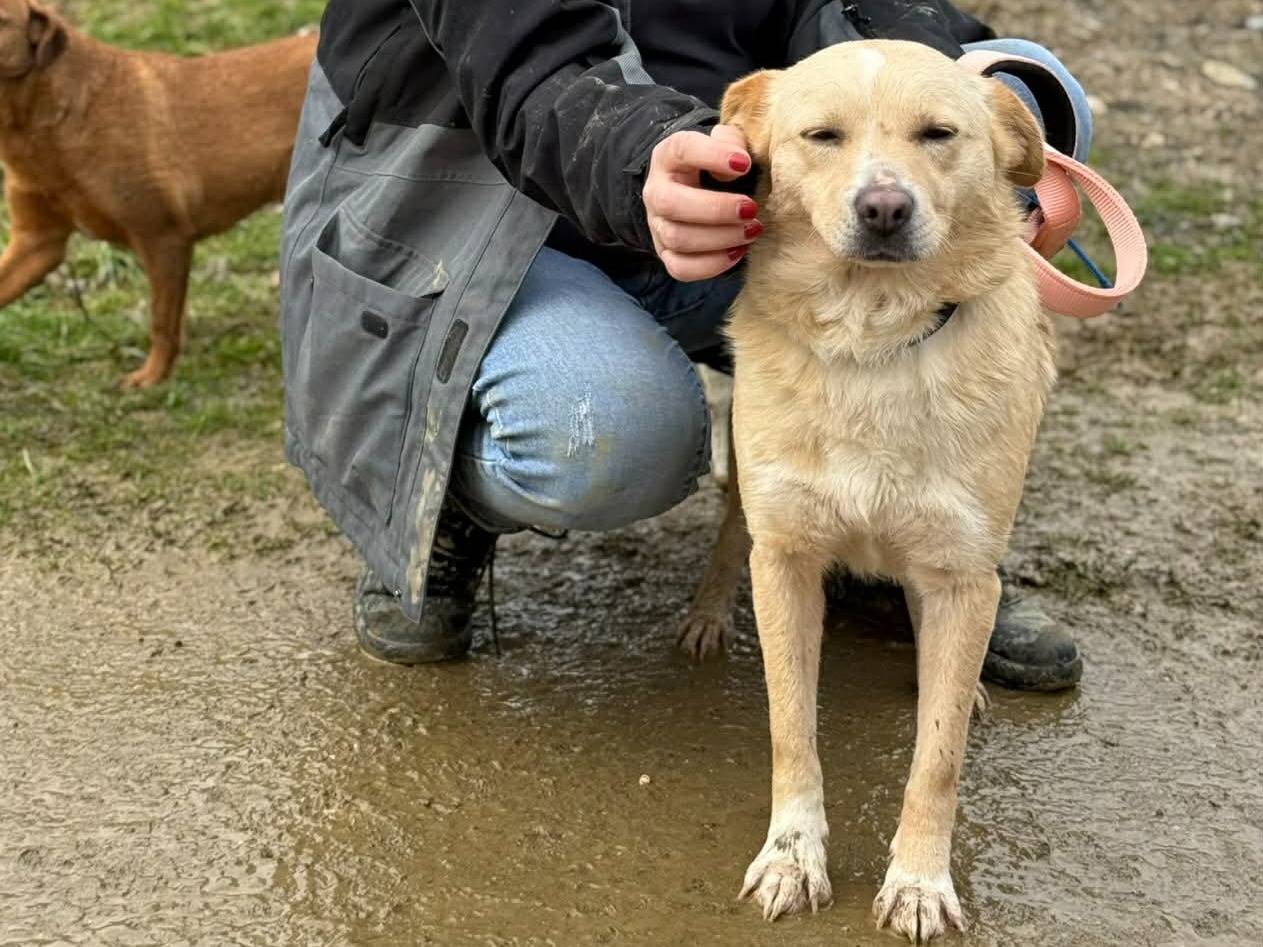 Adotta il cane VERA a Firenze