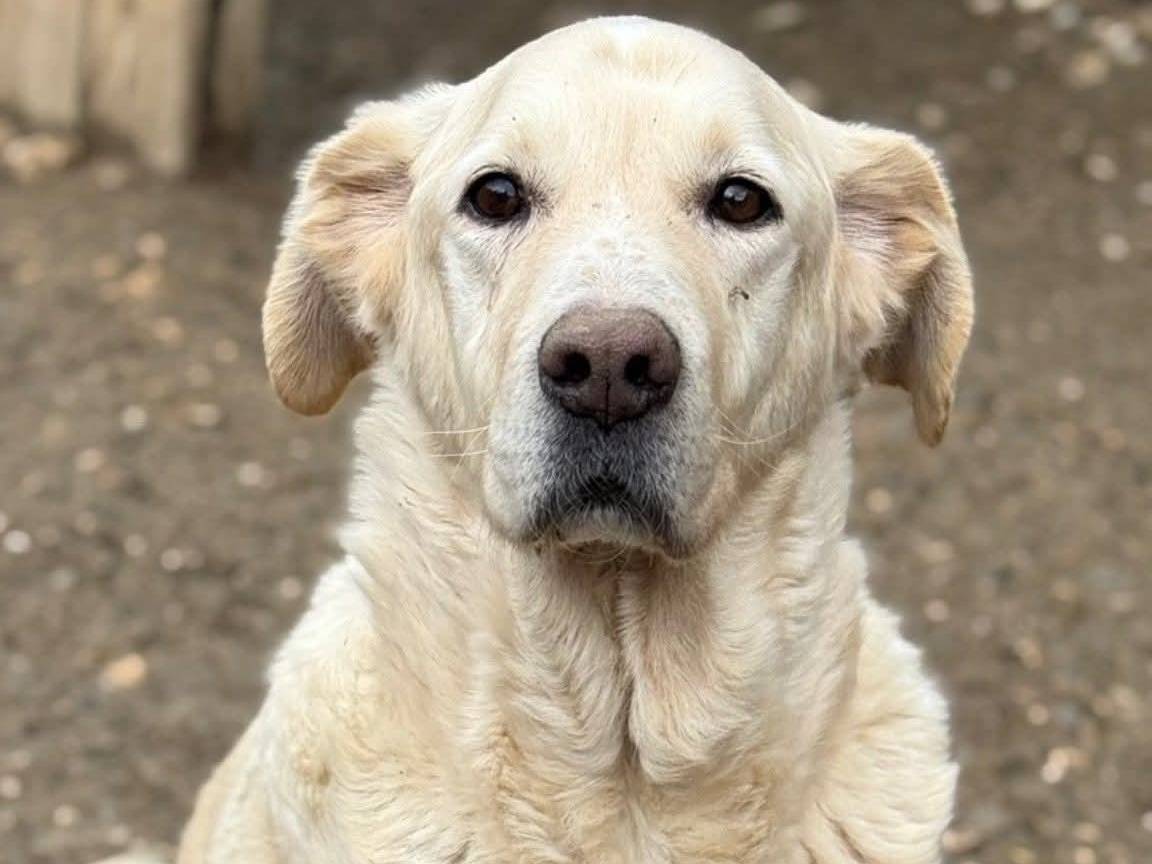 Adozione cane, maschio, Razza sconosciuta Razza sconosciuta, 6 anni e 8 mesi, taglia grande, Firenze