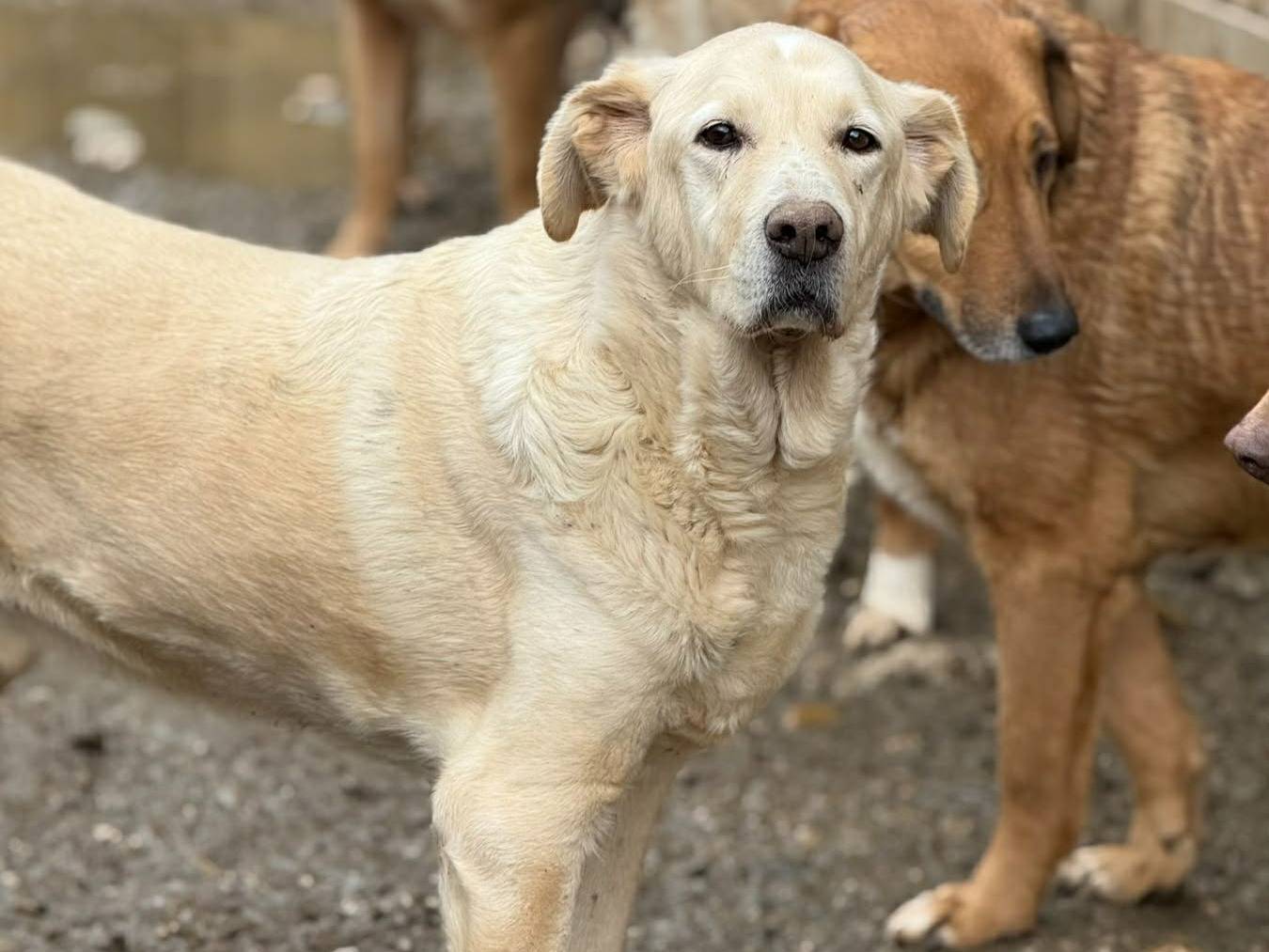 Adotta un cane, maschio, 6 anni e 8 mesi, Firenze