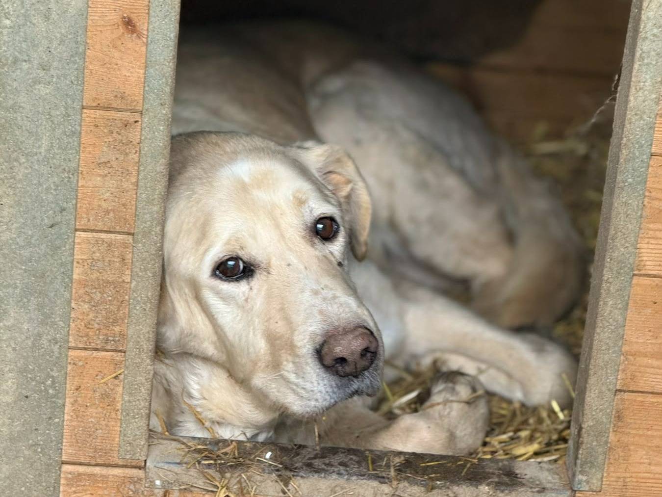Adotta un cane, taglia grande, maschio, Firenze