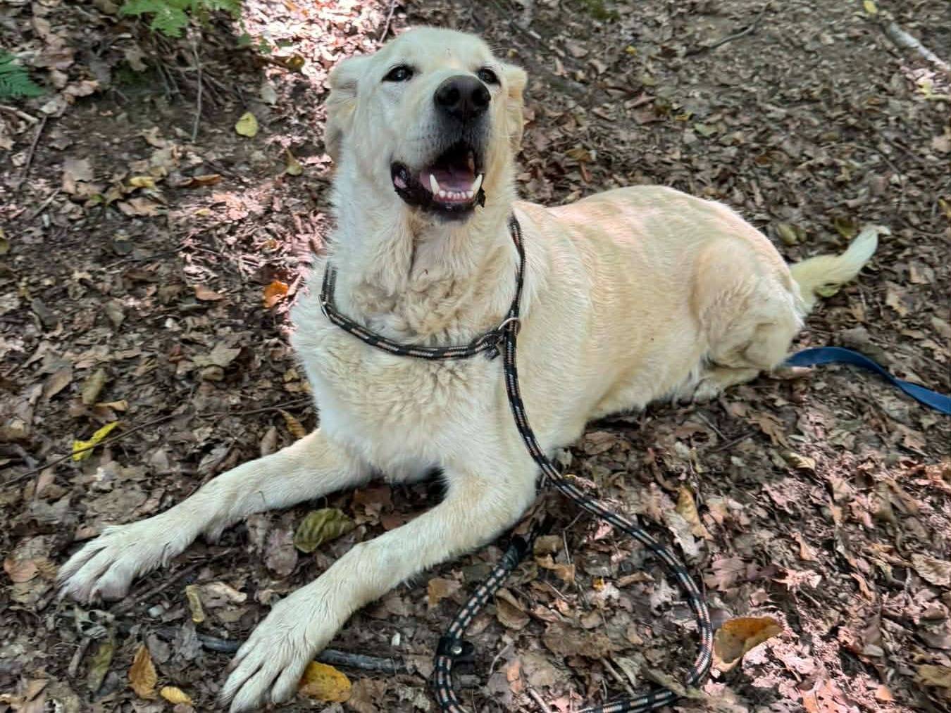 Adotta il cane DROOPY a Firenze