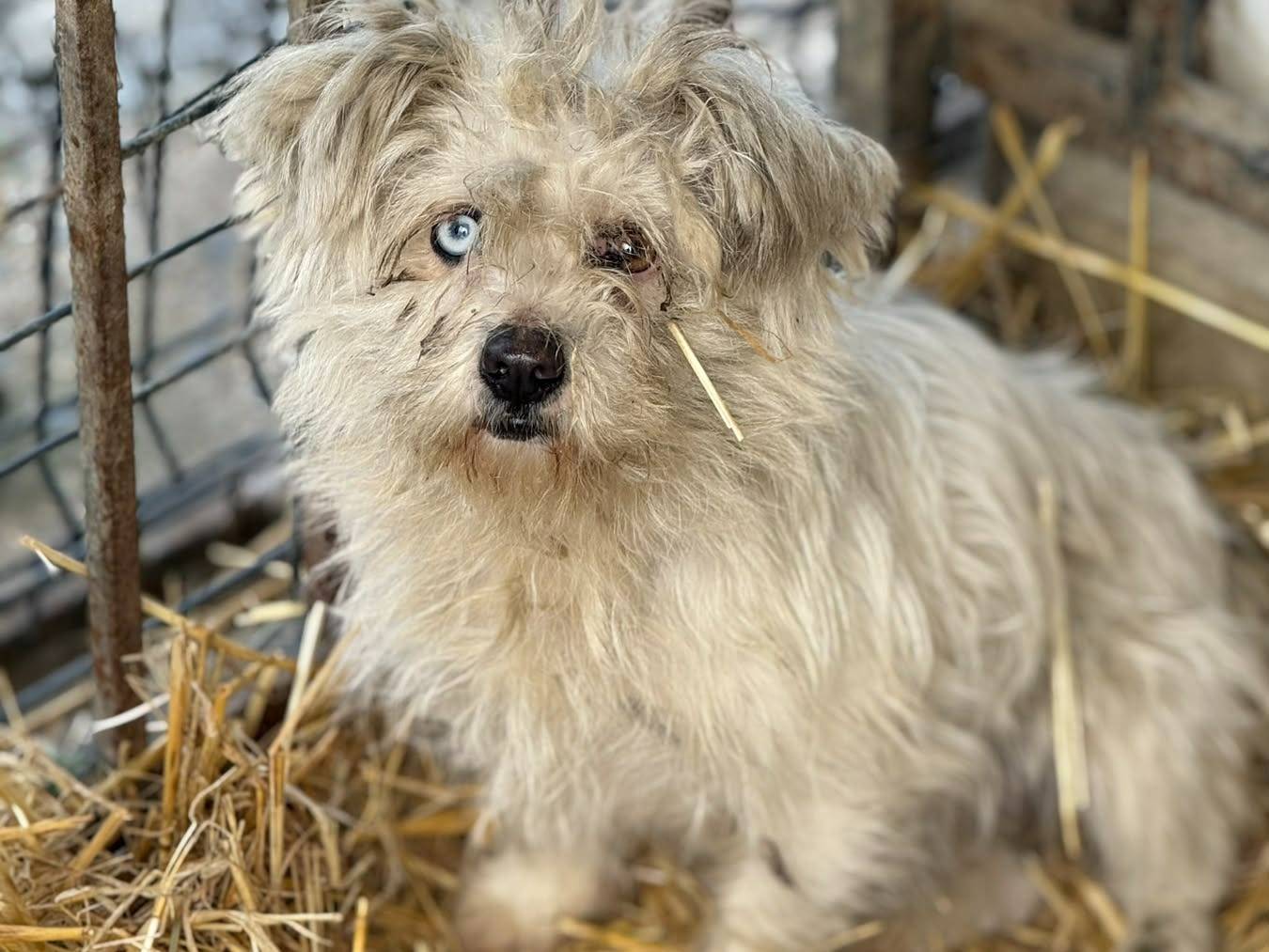 Adozione cane, femmina, Razza sconosciuta Razza sconosciuta, 3 anni, taglia piccola, Firenze
