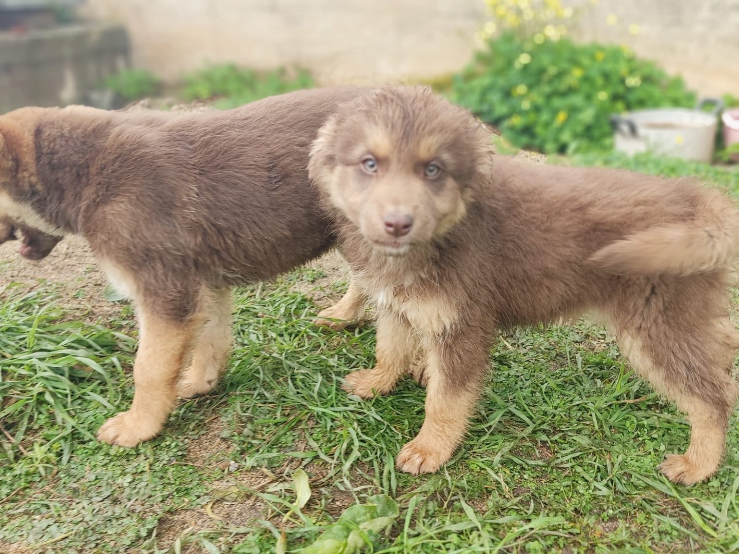 Adotta un cane, maschio, 2 mesi, Bergamo
