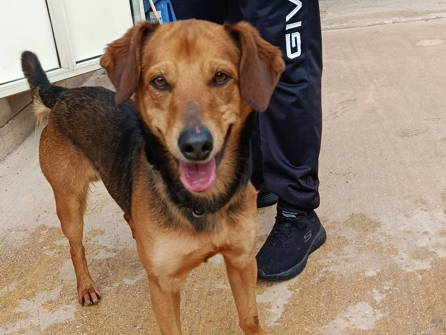 Adotta un cane, taglia media contenuta, maschio, Trapani