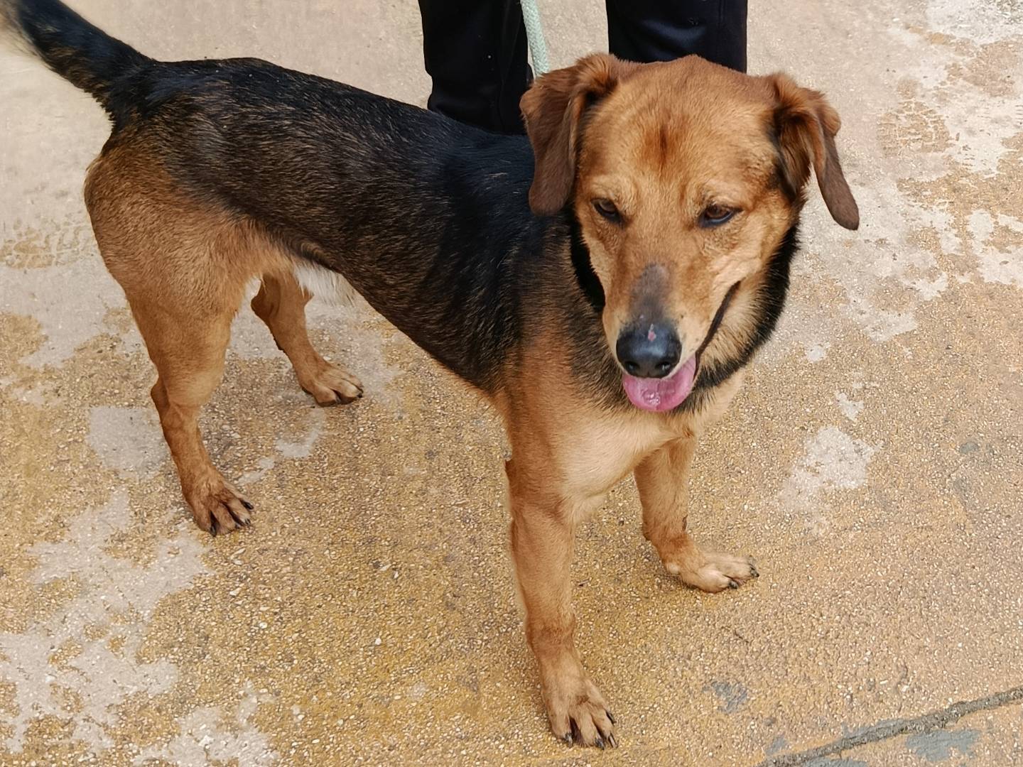 Vuoi adottare un cane a Trapani?