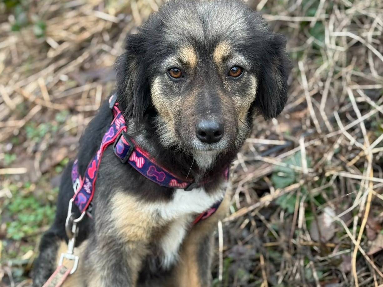 Adotta un cane, taglia media contenuta, femmina, Firenze