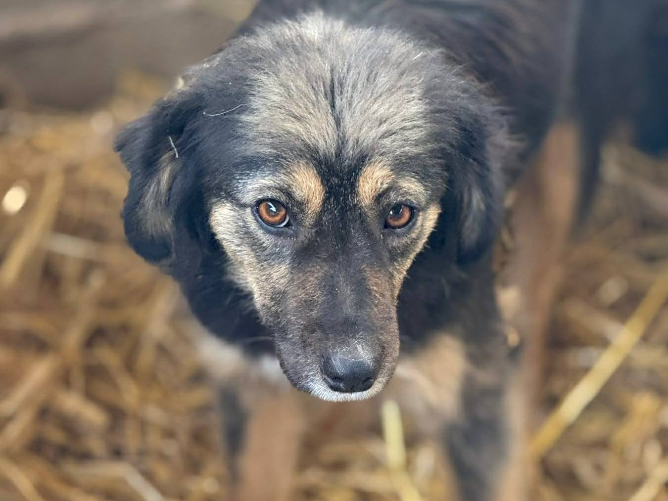 Adotta un cane, femmina, 1 anno e 6 mesi, Firenze