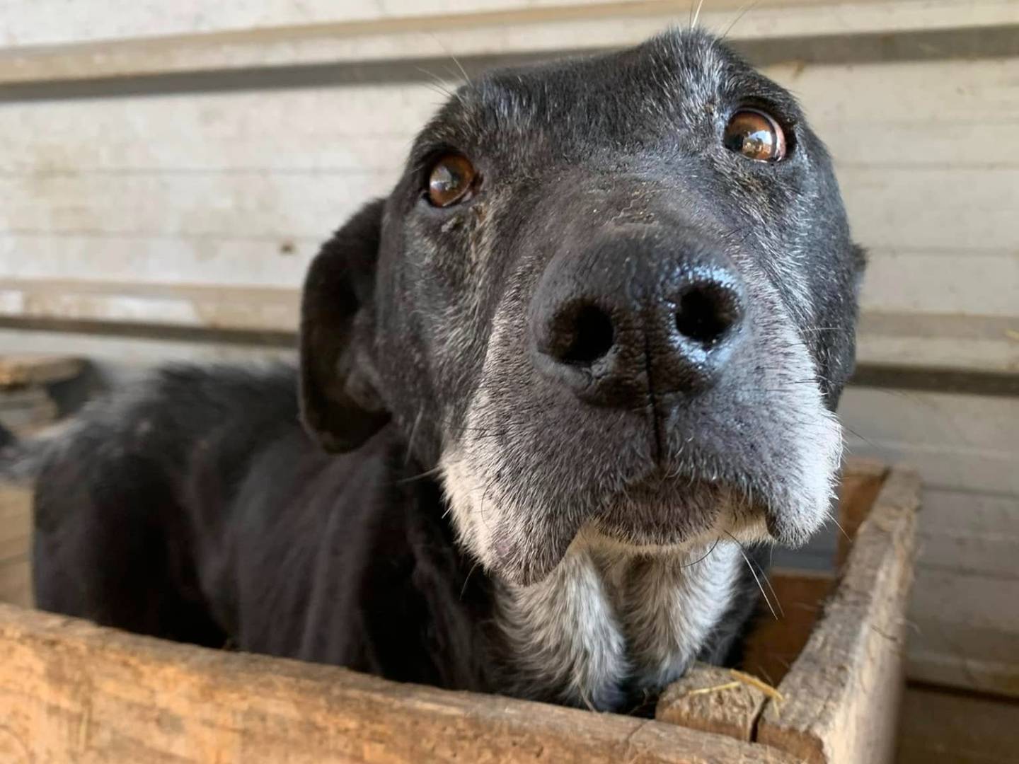 Adozione cane, maschio, Razza sconosciuta Razza sconosciuta, 10 anni e 1 mese, taglia media, Firenze
