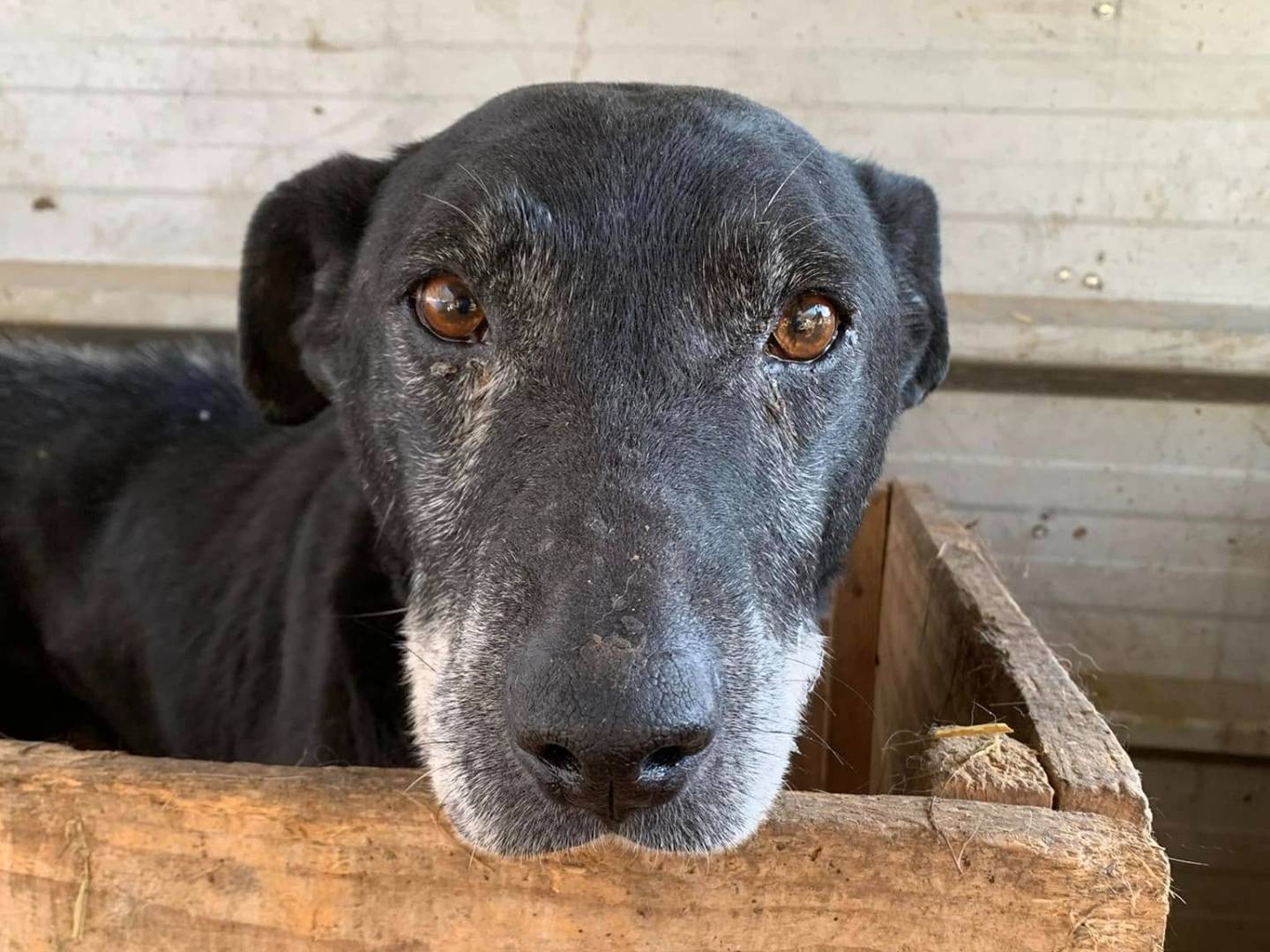 Adotta il cane ACHILLE a Firenze