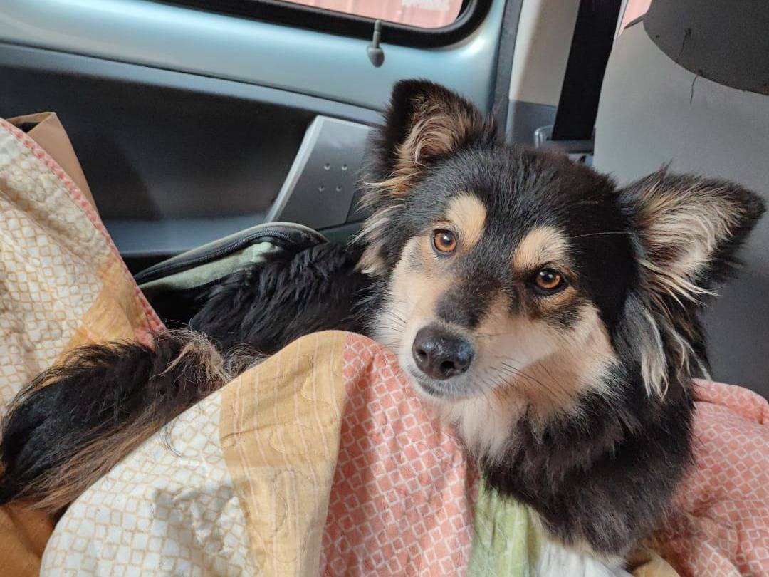 Adozione cane, femmina, Razza sconosciuta Razza sconosciuta, 11 mesi, taglia piccola, Bari