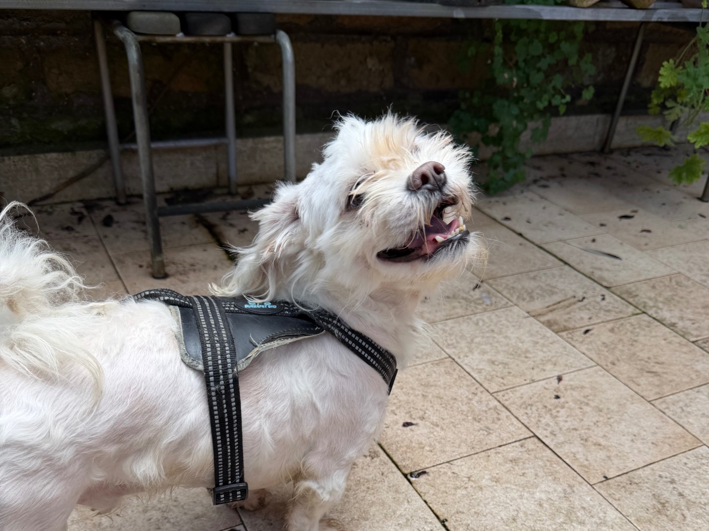 Adozione cane, maschio, Maltese Razza sconosciuta, 8 anni e 9 mesi, taglia piccola, Roma
