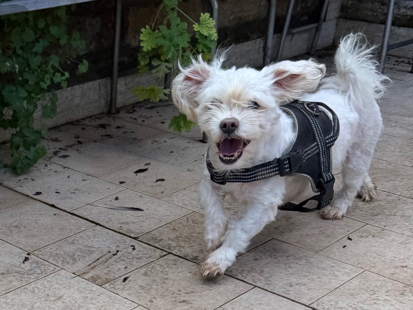 Adotta un cane, taglia piccola, maschio, Roma