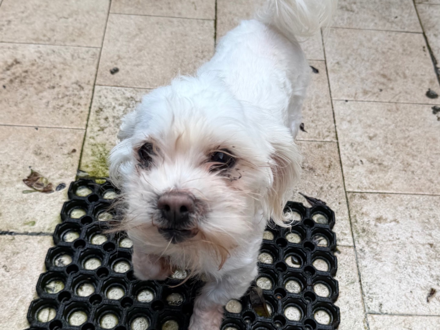 Adozione cane, maschio, Maltese Razza sconosciuta, 8 anni e 9 mesi, taglia piccola, Roma