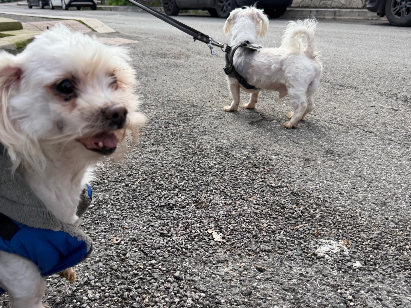 Adotta un cane, taglia piccola, maschio, Roma