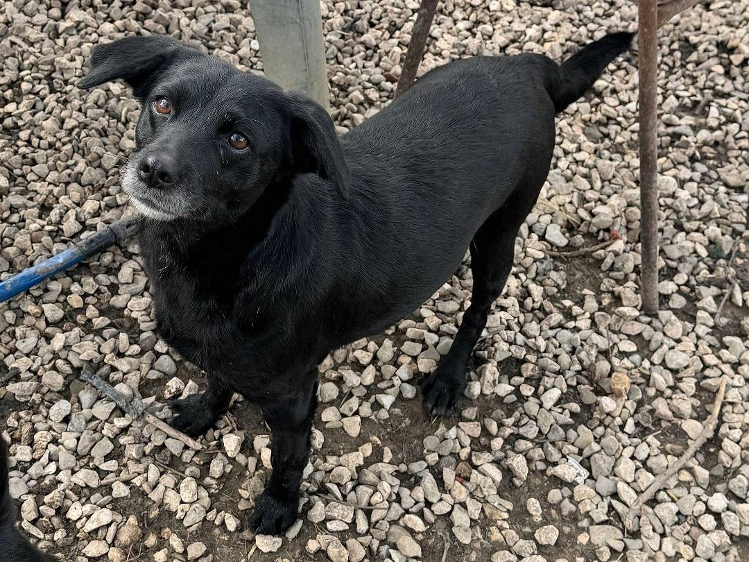 Vuoi adottare un cane a Teramo?