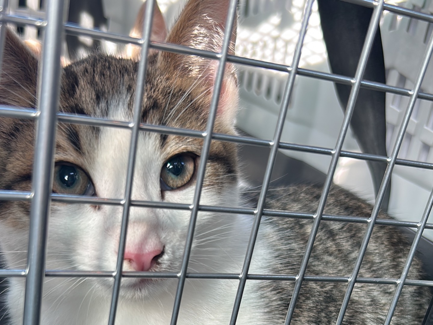 Vuoi adottare un gatto a Bari?