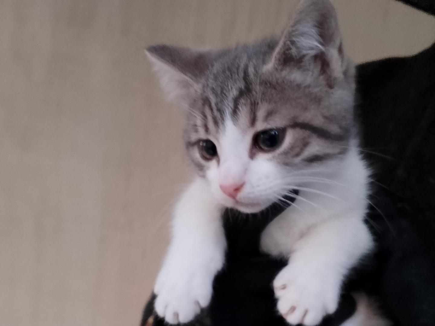 Adotta il gatto Biscotto a Bari