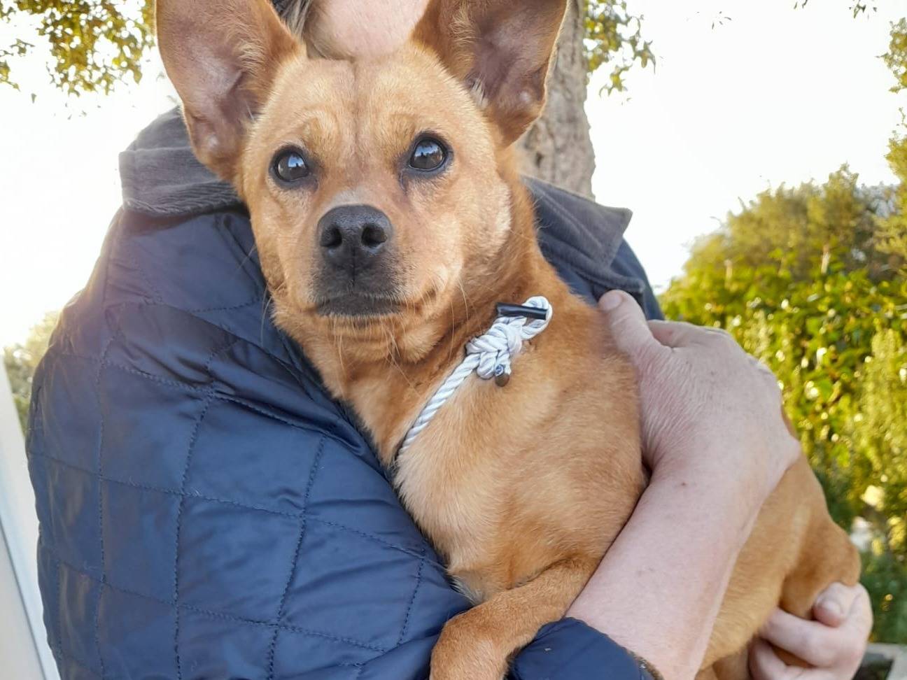 Adozione cane, femmina, Razza sconosciuta Razza sconosciuta, 1 anno, taglia piccola, Varese