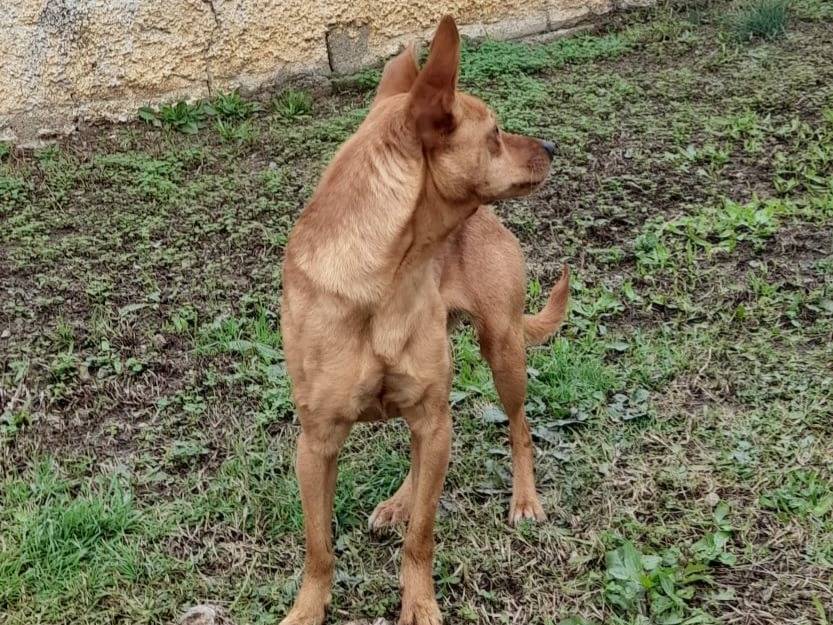 Adotta un cane, femmina, 1 anno, Varese