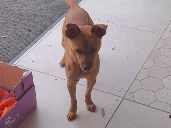 Adotta un cane, taglia piccola, femmina, Varese