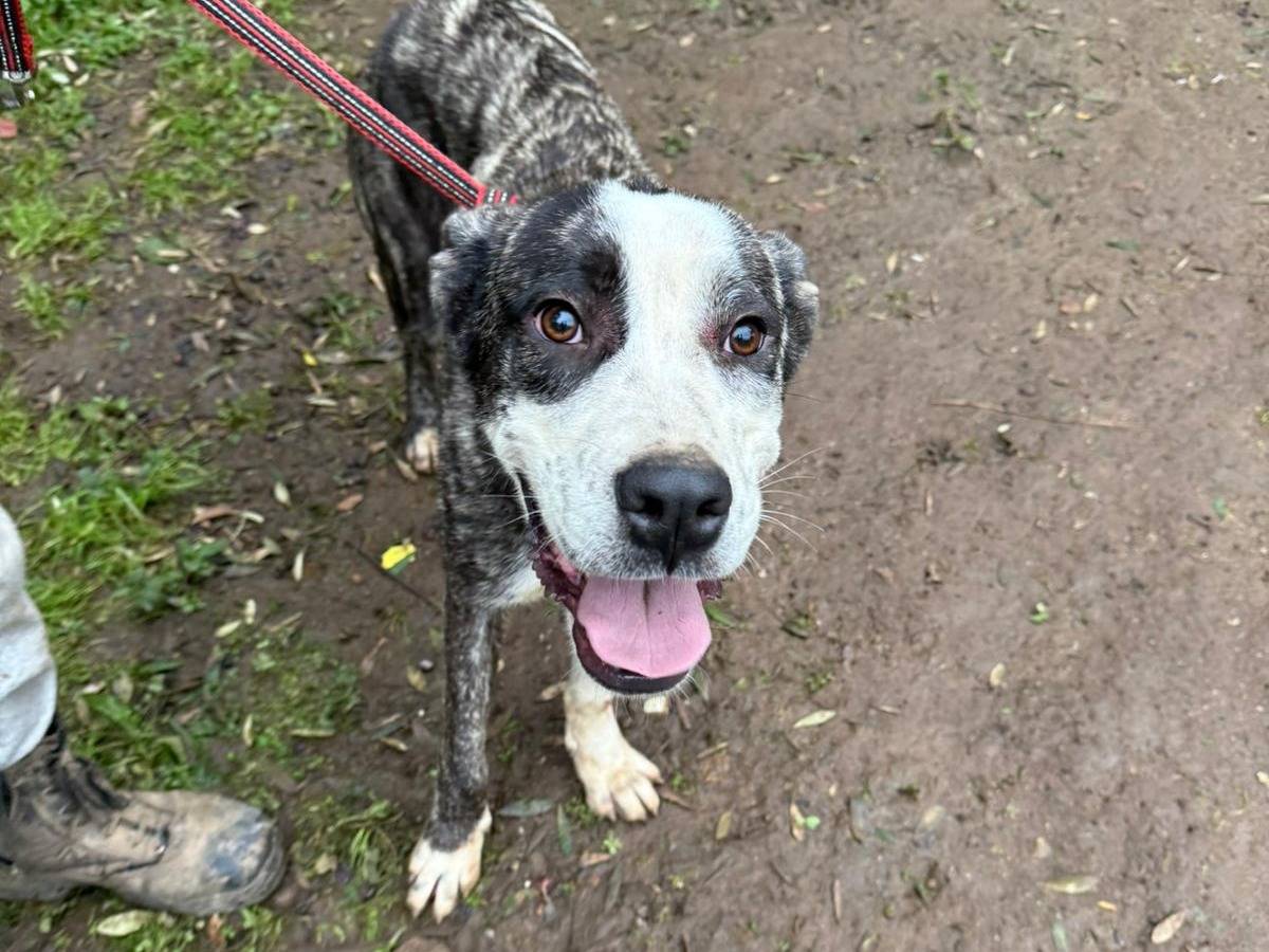 Adotta un cane, taglia media, maschio, Milano