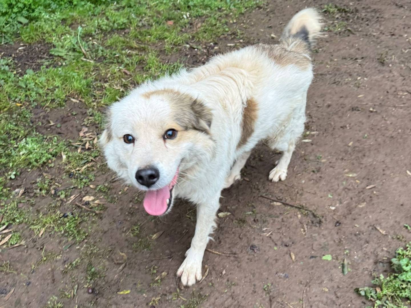Adozione cane, maschio, Razza sconosciuta Razza sconosciuta, 1 anno, taglia media, Milano