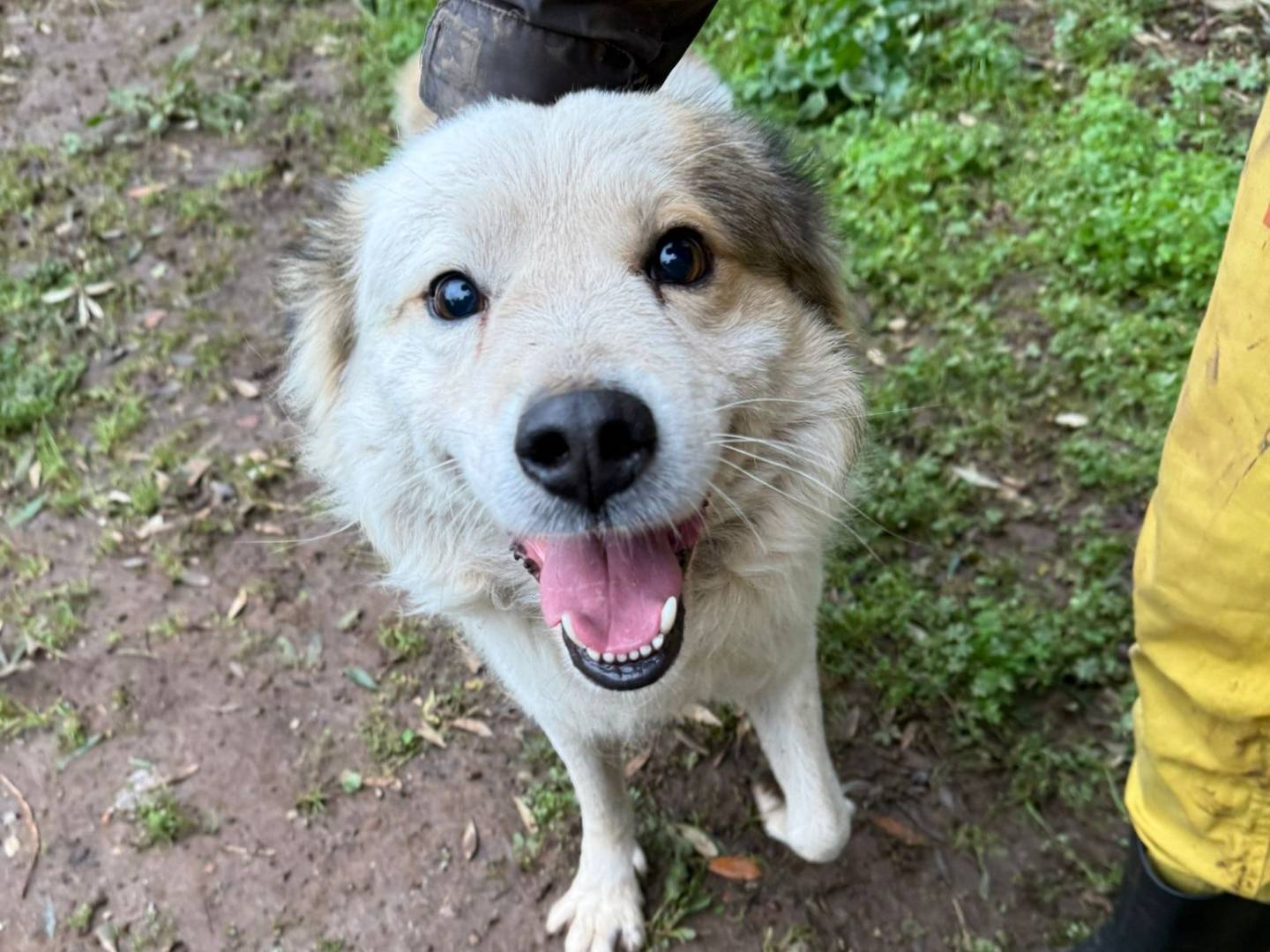Adotta un cane, maschio, 1 anno, Milano