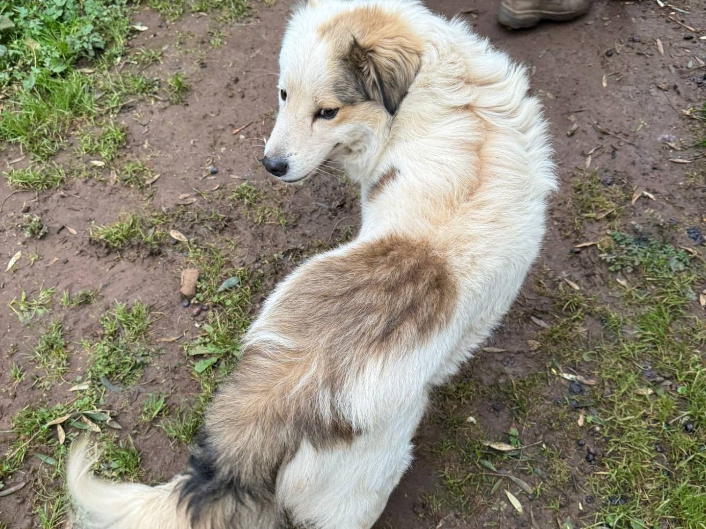 Vuoi adottare un cane a Milano?