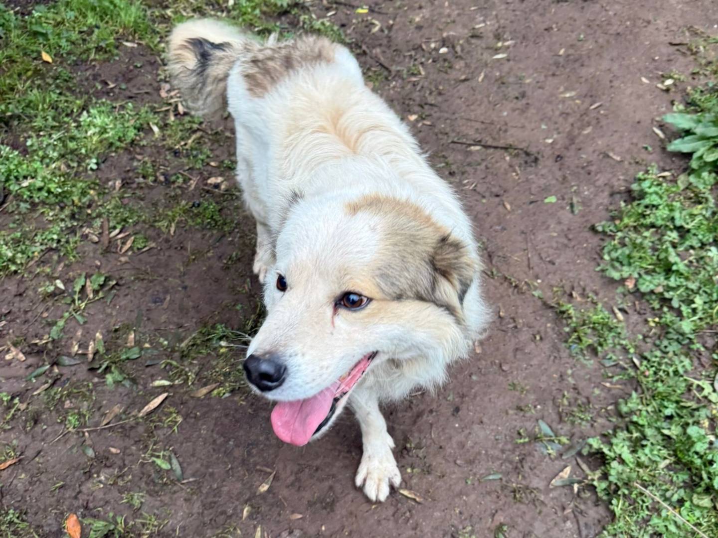 Adotta il cane MILO ASPETTA UNA MAMMA  a Milano