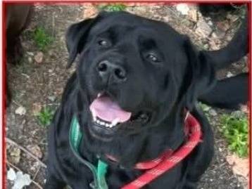 Adozione cane, maschio, Labrador Retriever Razza sconosciuta, 8 anni e 2 mesi, taglia gigante, Parma