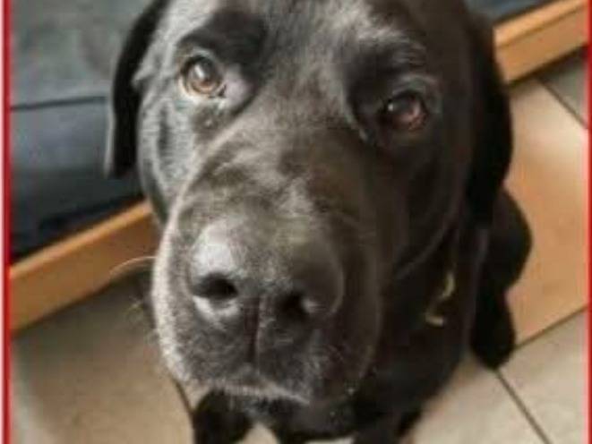 Adotta un cane, maschio, 8 anni e 2 mesi, Parma