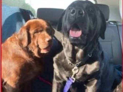 Vuoi adottare un cane a Parma?