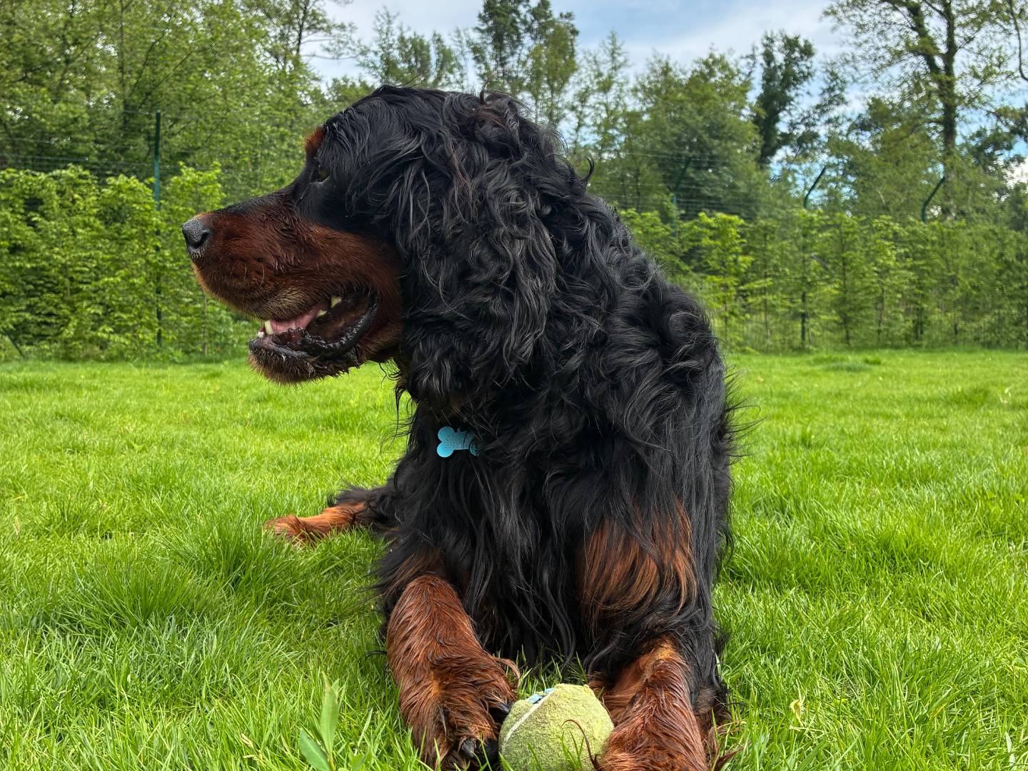 Adotta un cane, maschio, 6 anni e 10 mesi, Milano