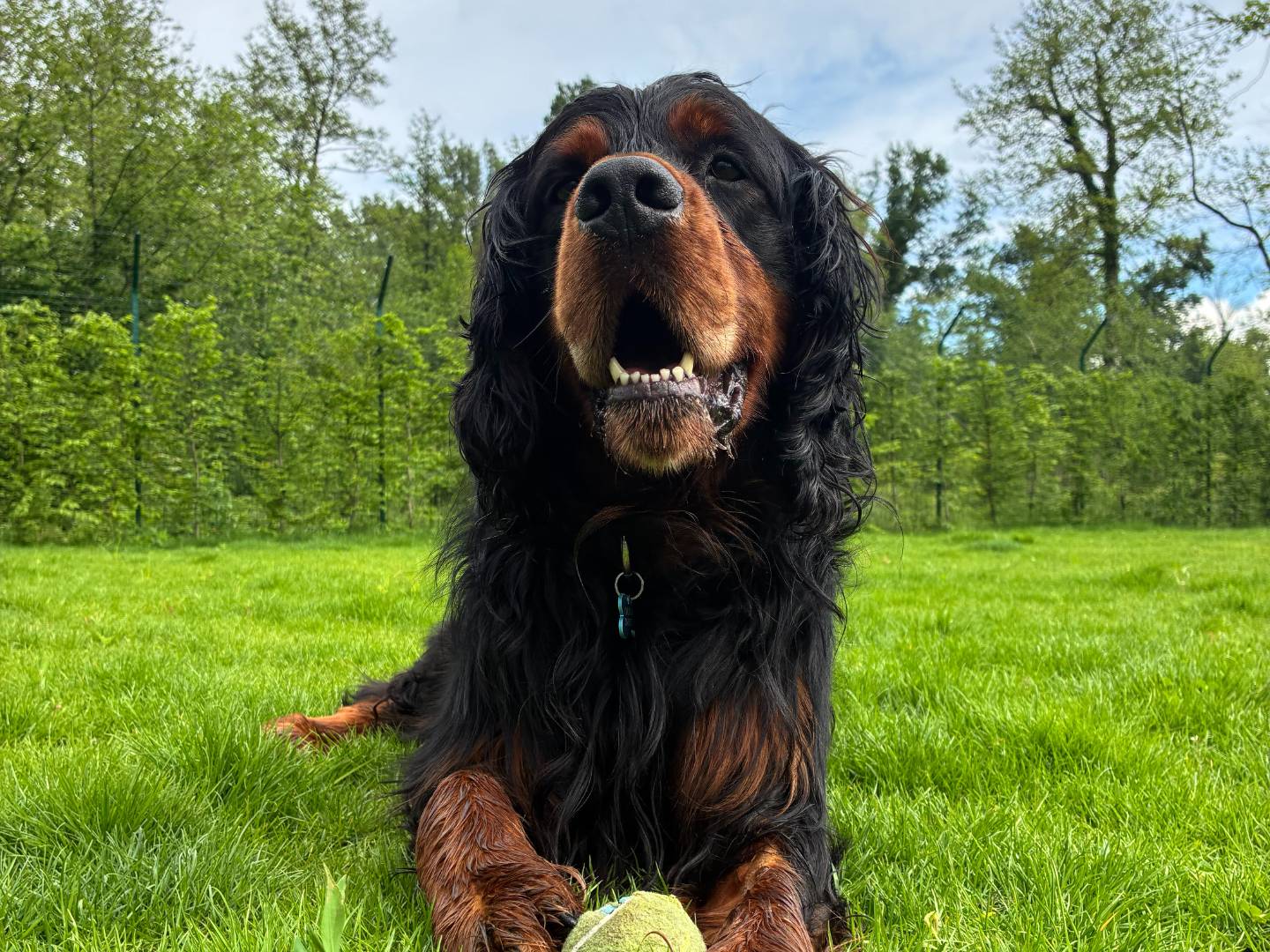 Adotta un cane, taglia grande, maschio, Milano