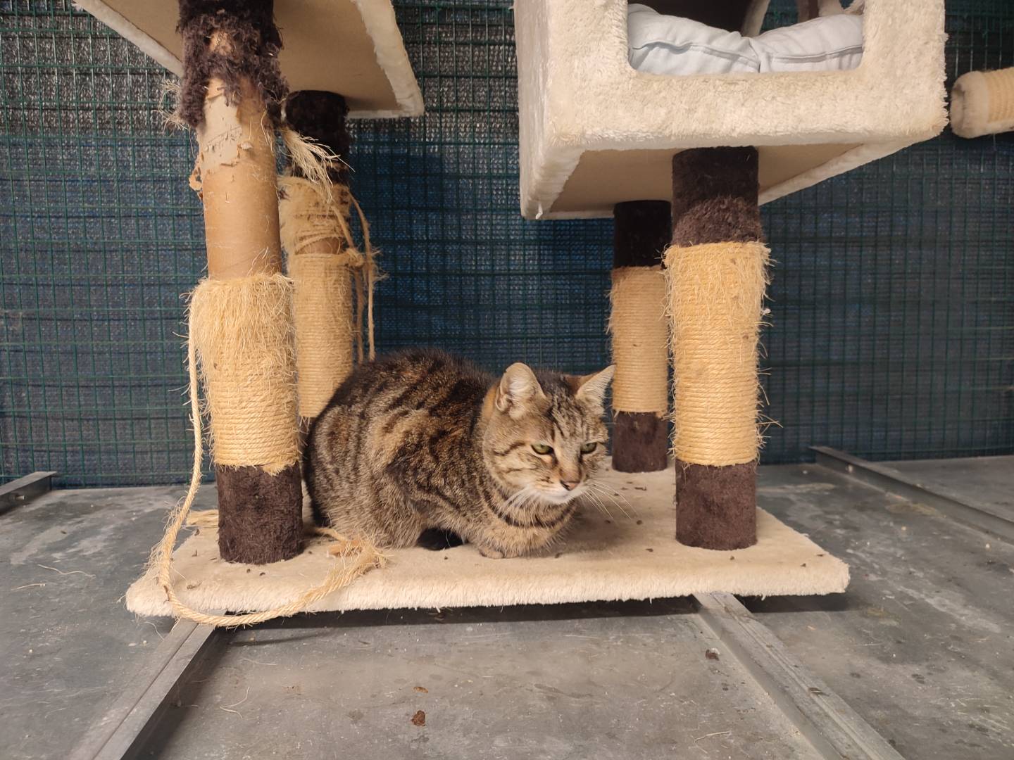 Adotta un gatto, femmina, 13 anni e 1 mese, Ravenna