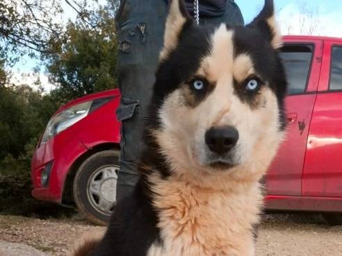 Adozione cane, maschio, Razza sconosciuta Razza sconosciuta, 3 anni e 2 mesi, taglia media, Milano