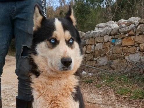 Adotta un cane, maschio, 3 anni e 2 mesi, Milano