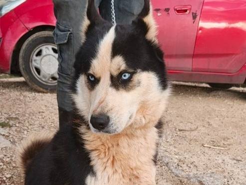 Adotta un cane, taglia media, maschio, Milano