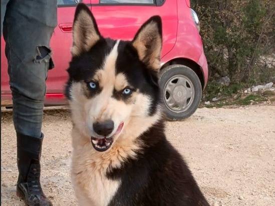 Adotta il cane Simba a Milano