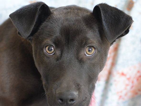 Adozione cane, femmina, Amstaff Razza sconosciuta, 2 mesi, taglia piccola, Lecce