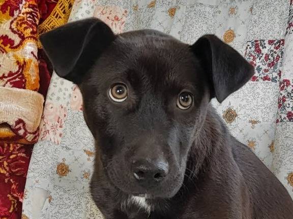 Adotta un cane, femmina, 2 mesi, Lecce