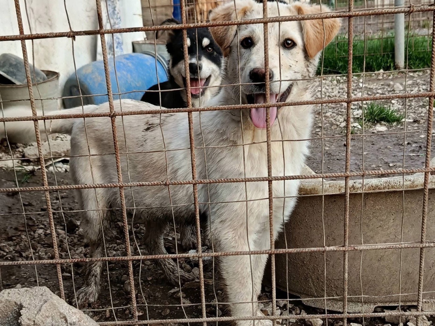 Adozione cane, maschio, Razza sconosciuta Razza sconosciuta, 3 mesi, taglia media, Avellino