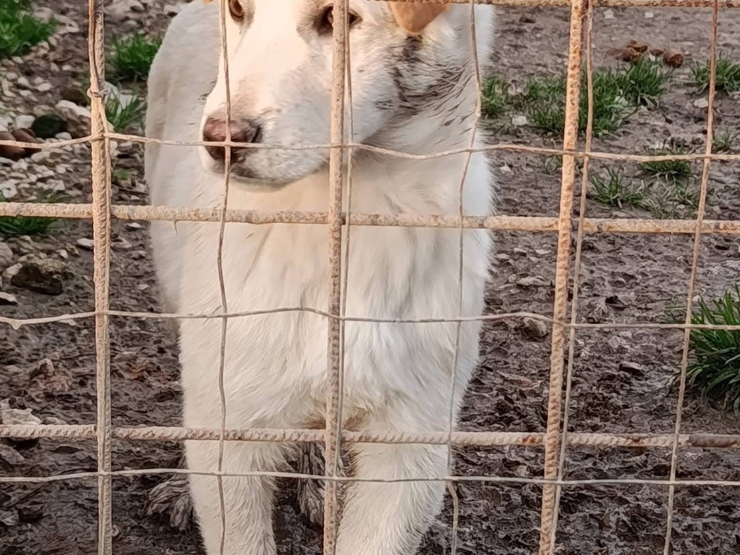 Adotta un cane, taglia media, maschio, Avellino