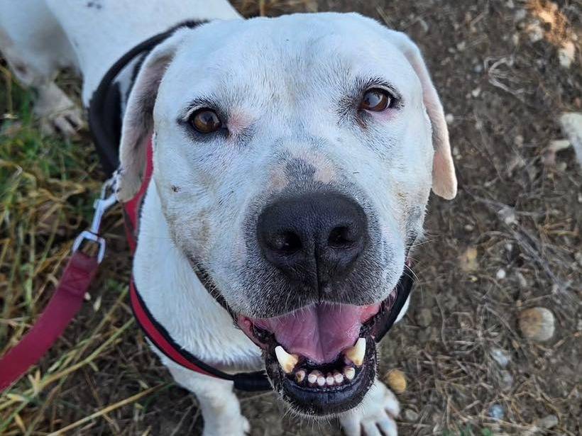 Vuoi adottare un cane a Bergamo?